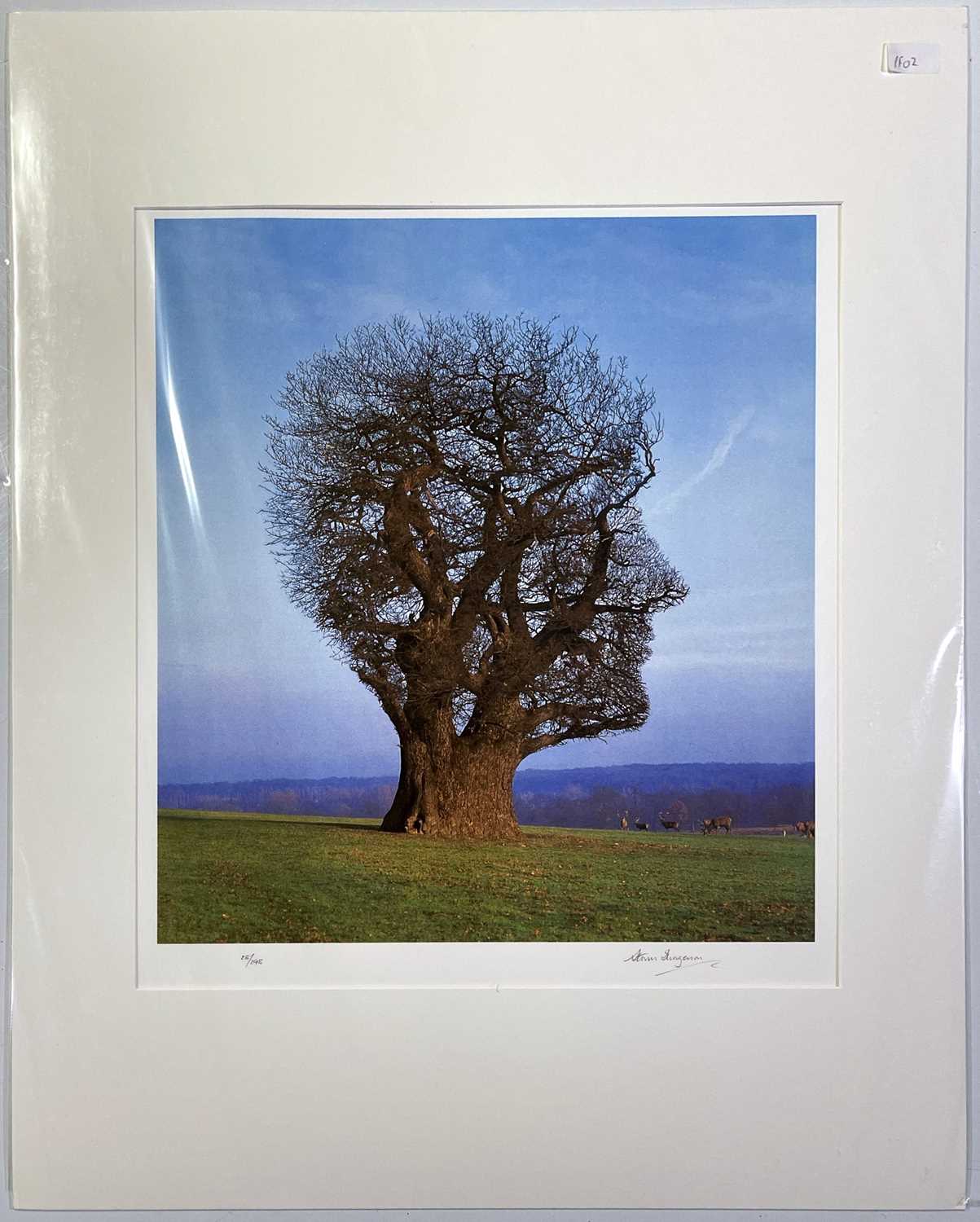 Lot 295 - PINK FLOYD / STORM THORGERSON TREE OF HALF LIFE SIGNED FINE ART PRINT.