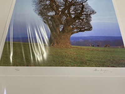 Lot 295 - PINK FLOYD / STORM THORGERSON TREE OF HALF LIFE SIGNED FINE ART PRINT.