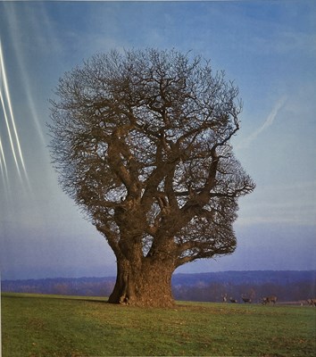 Lot 295 - PINK FLOYD / STORM THORGERSON TREE OF HALF LIFE SIGNED FINE ART PRINT.